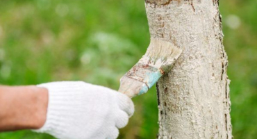 Jak chránit jabloně před hlodavci - spolehlivé způsoby